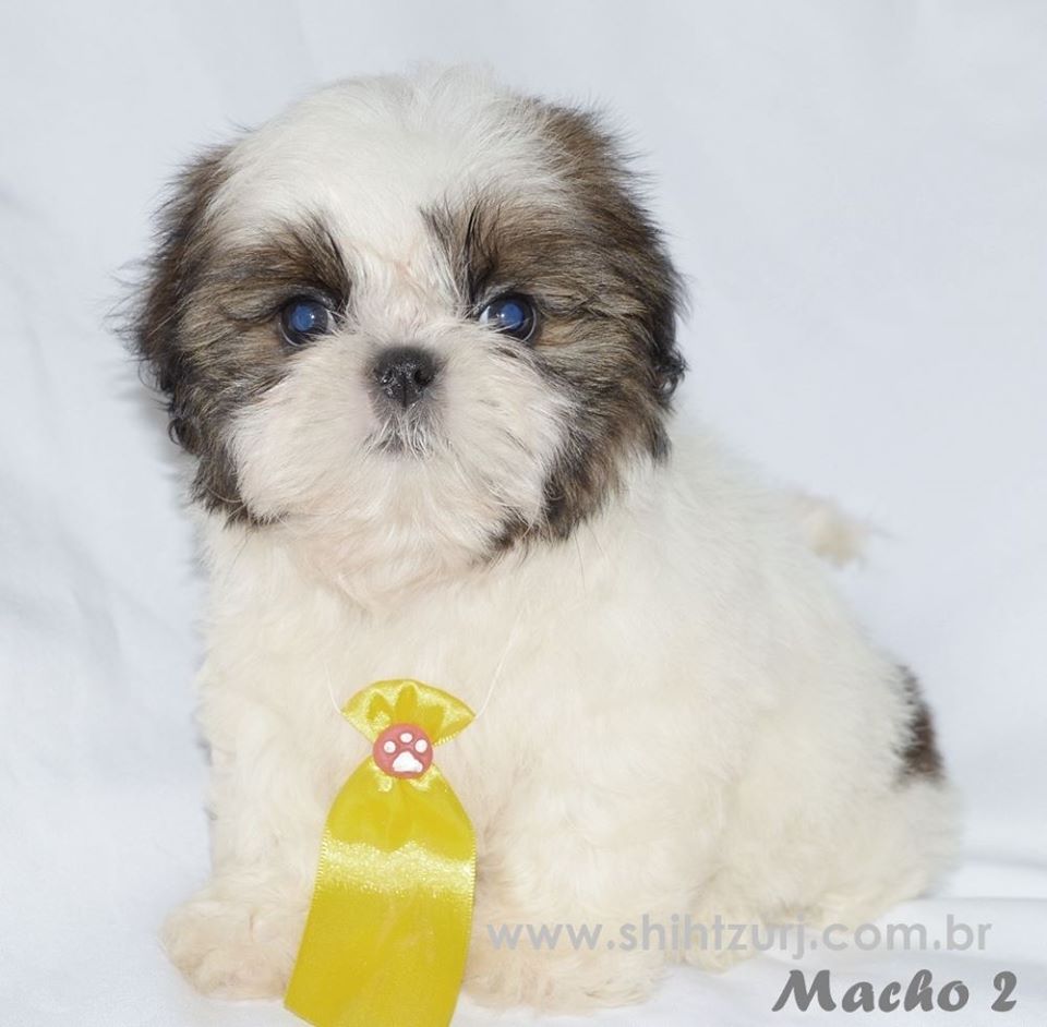 venda de cachorro da raça shih tzu